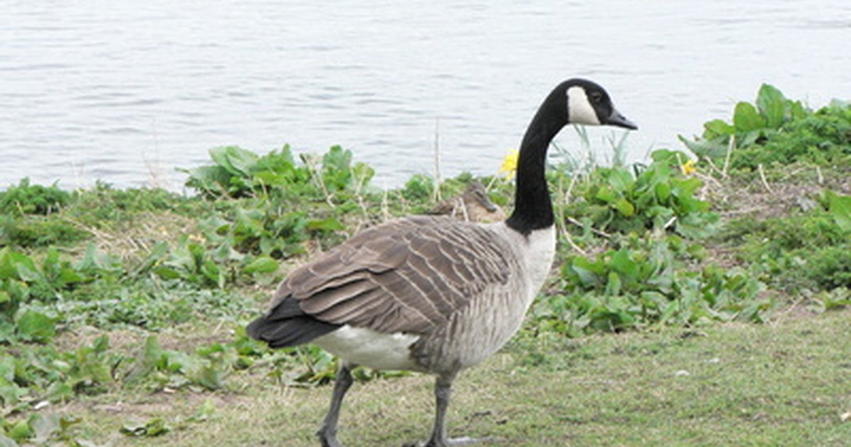 How Can You Tell If A Canadian Goose Is Male Or Female