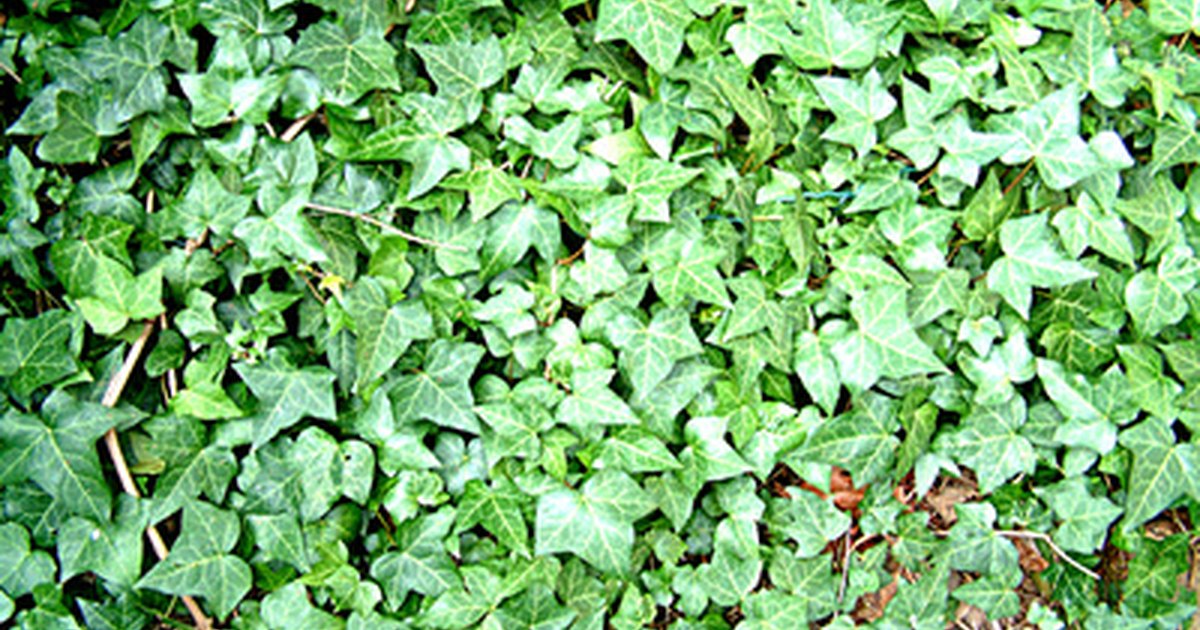 low growing ground cover plants ehow uk low growing ground cover plants ehow uk