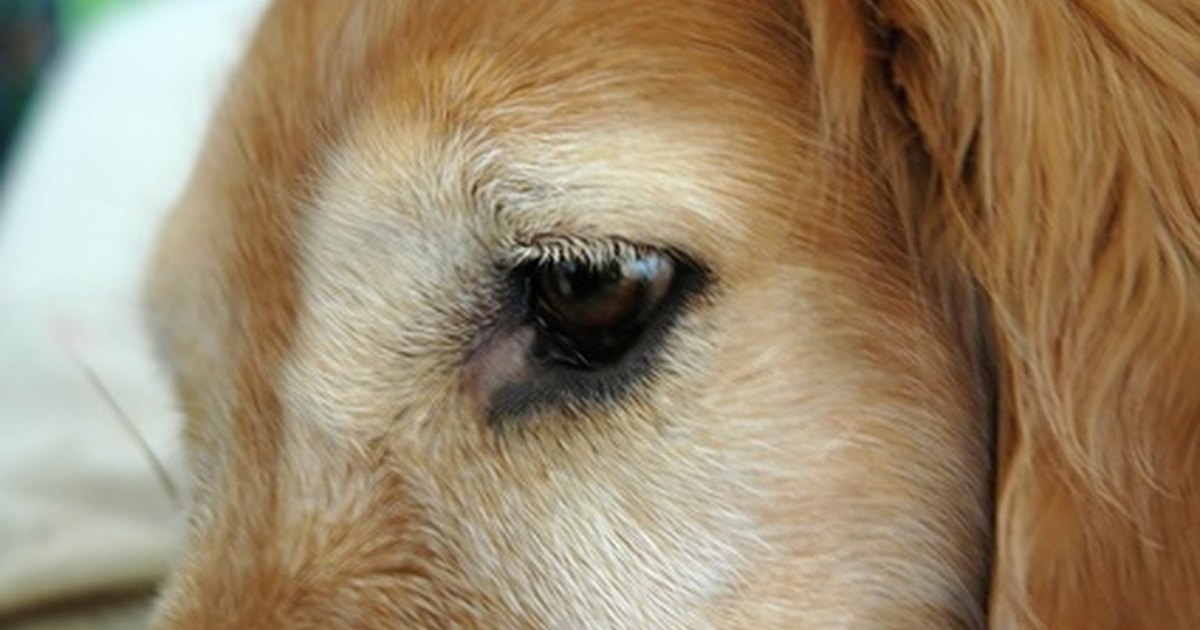 how-to-make-an-eye-patch-for-a-dog-ehow-uk