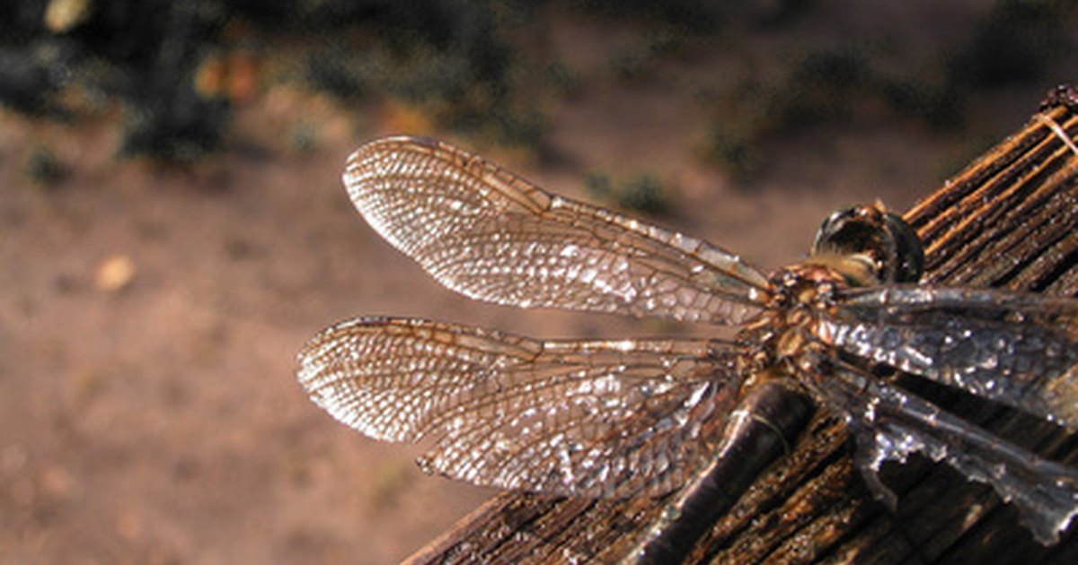 How to Identify Large Flying Insects | eHow UK