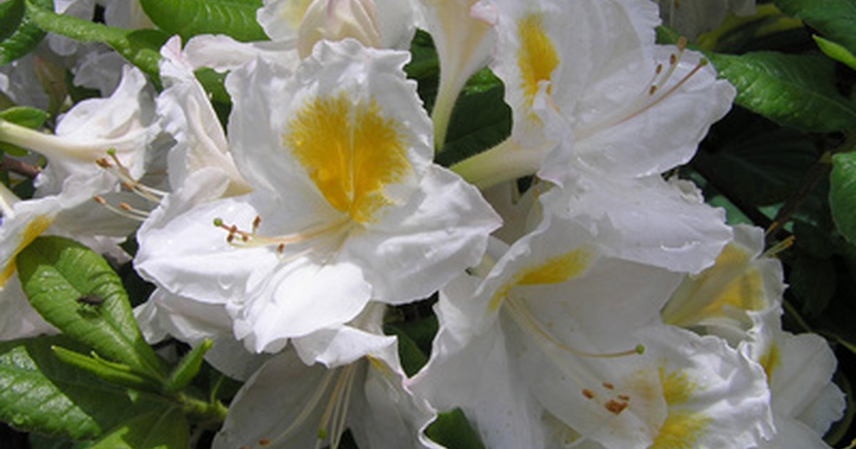 how to transplant rhododendron bushes ehow uk how to transplant rhododendron bushes ehow uk