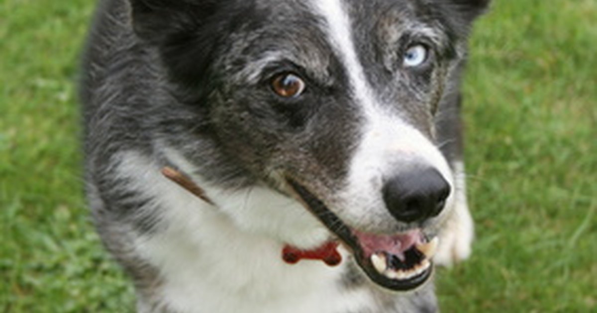 fatty deposits on dogs how to help stop fatty tumors in dogs ehow uk fatty deposits on dogs how to help stop fatty tumors in dogs ehow uk
