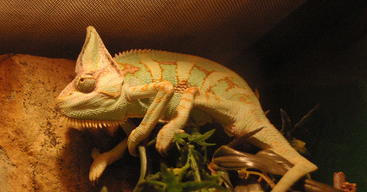 examples-of-arboreal-reptiles-ehow-uk