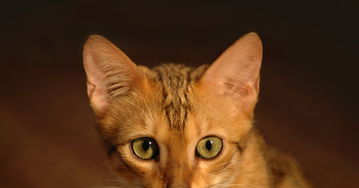 Home treatments for cats with feline leukemia & anemia eHow UK