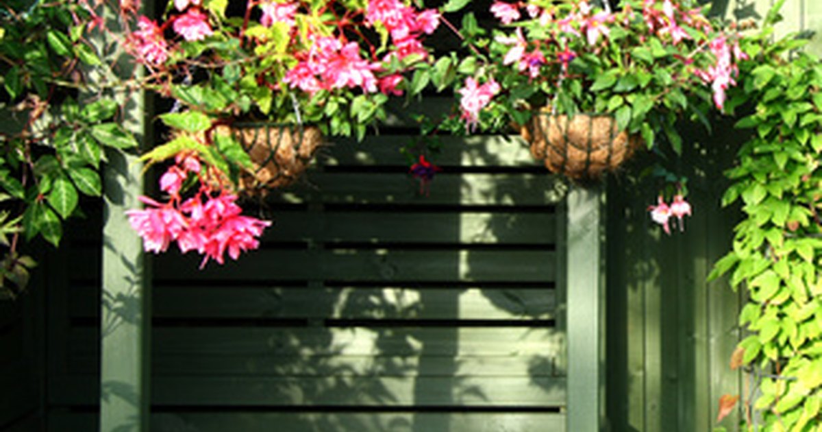 Hanging basket plant ideas | eHow UK