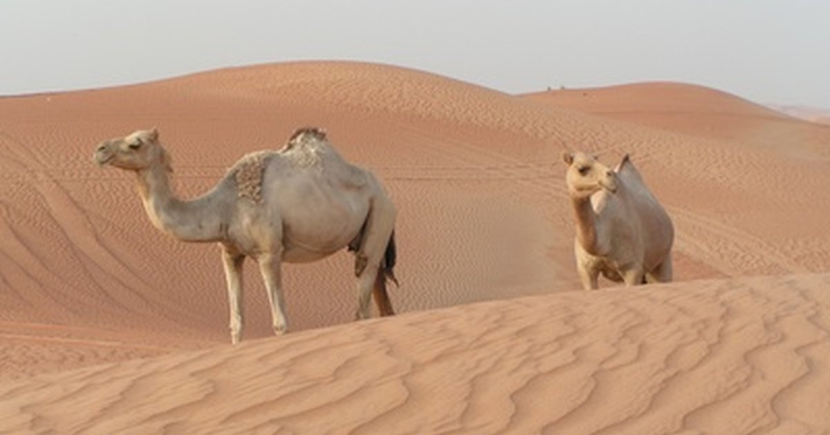 How Are Animals Adapted to Living in the Desert? | eHow UK