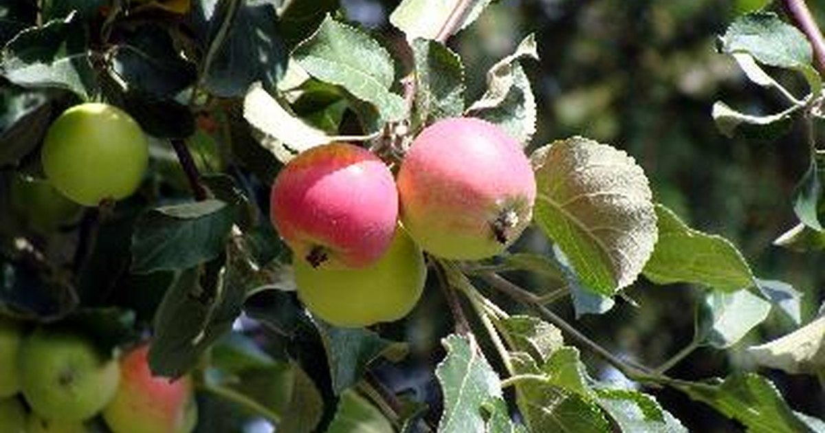 Características De Los árboles De Manzana Ehow En Español 