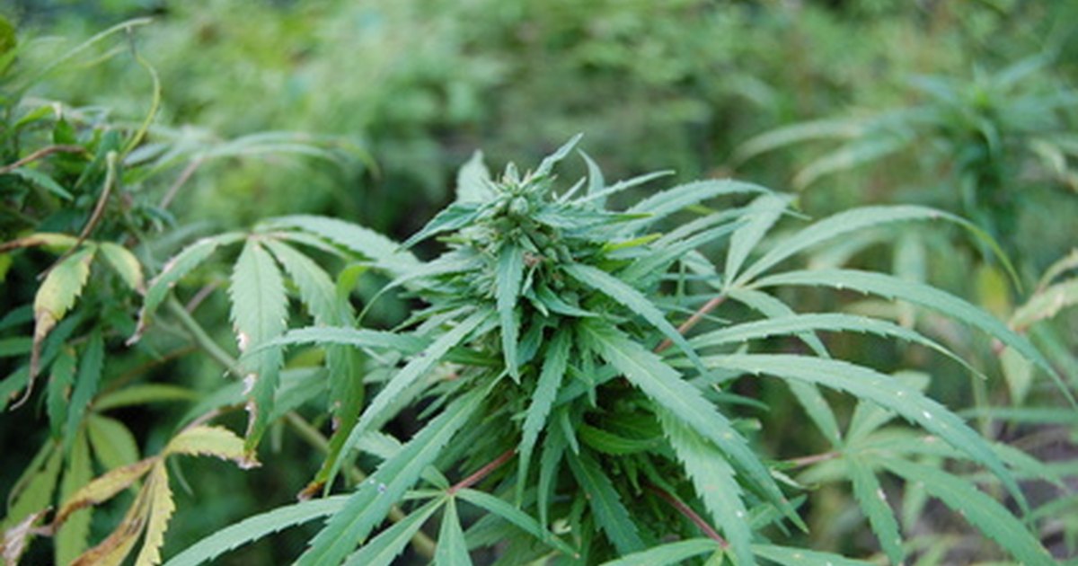 Jamaica�s Medicinal Herbs eHow UK
