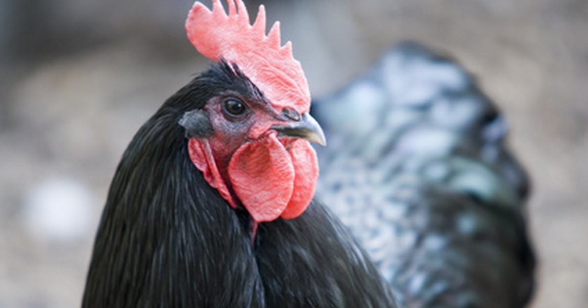 How to Determine Which Is a Black Australorp Rooster and Which Is a