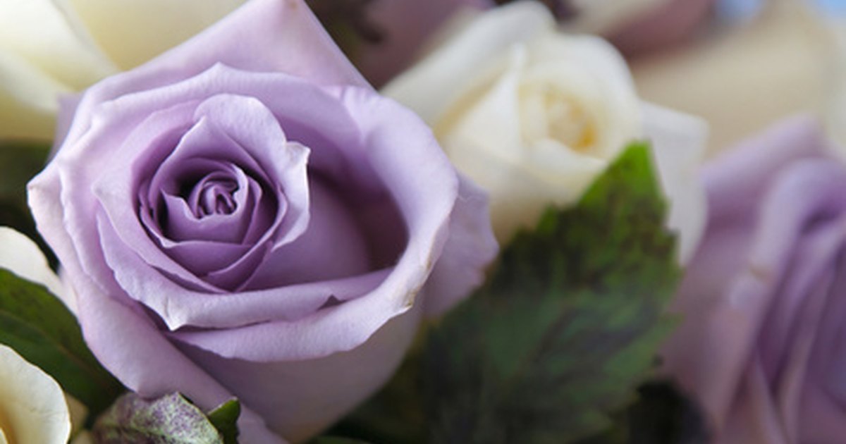 all-the-different-colors-of-roses-and-their-meanings-hubpages