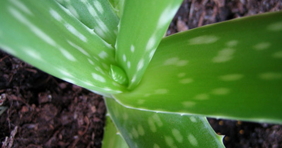 Is the aloe vera plant poisonous to dogs? eHow UK