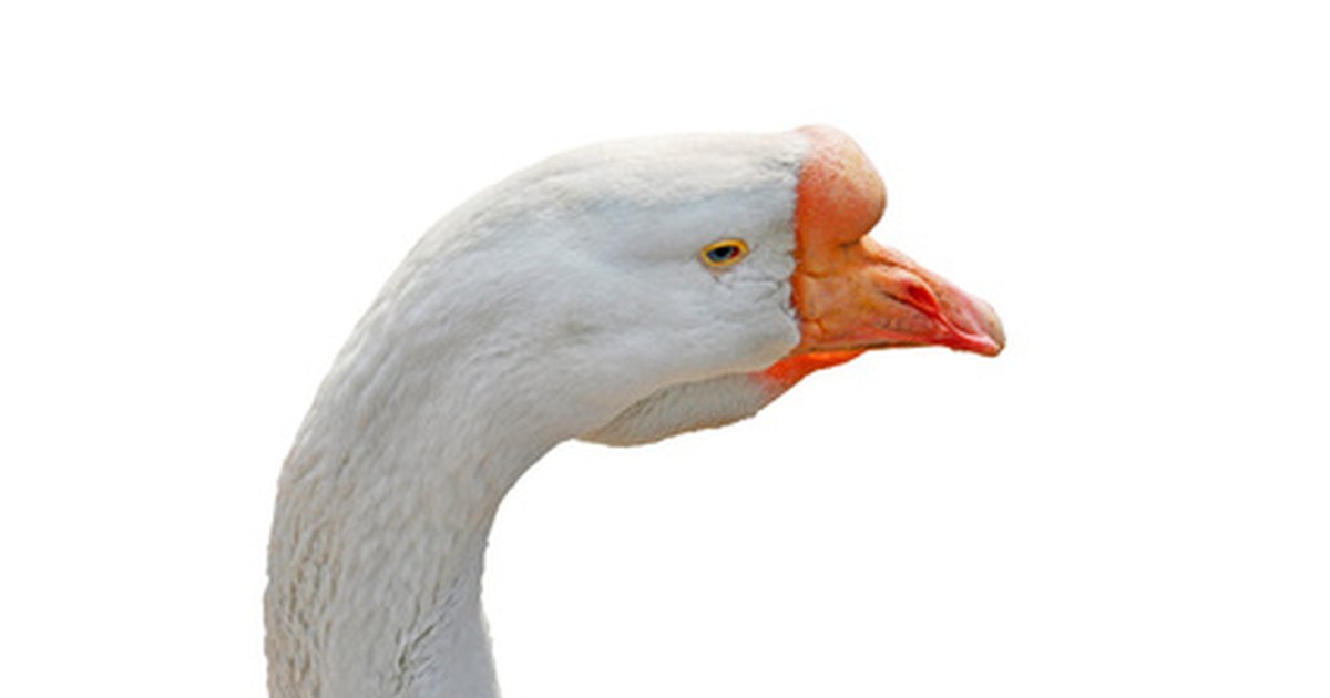 how-to-tell-a-male-goose-from-a-female-shemale-extrem-cock