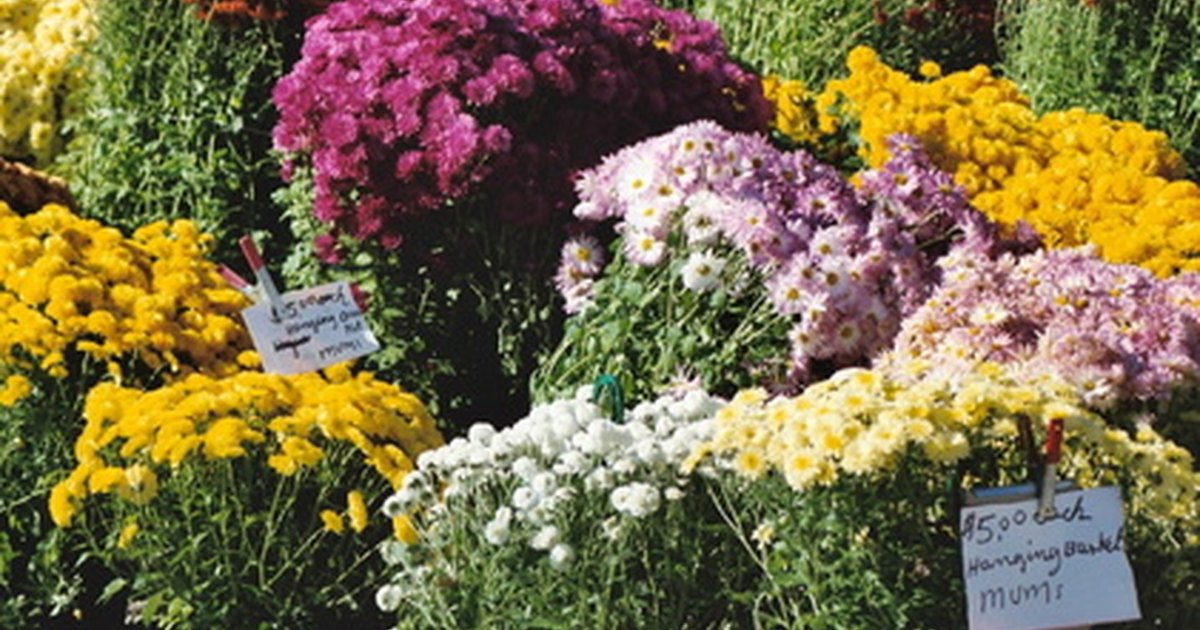 How to care for potted mum plants eHow UK