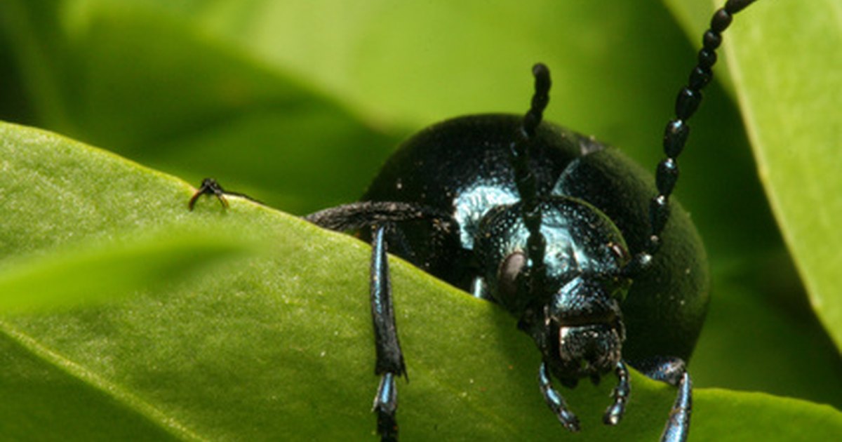 Black beetles with yellow spots | eHow UK
