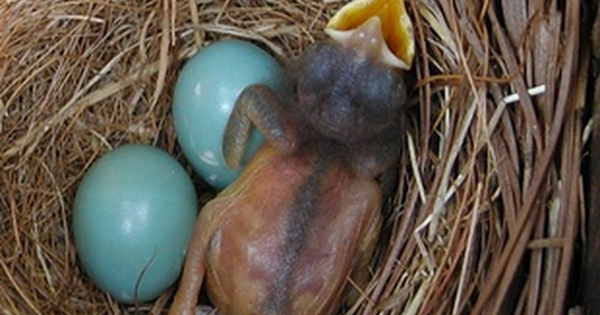 what-do-robin-eggs-look-like-ehow-uk