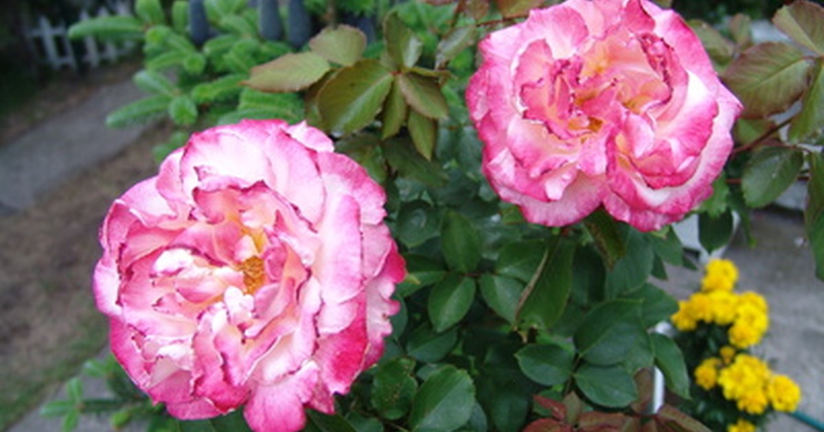The Best Time to Plant a Rose Bush eHow UK