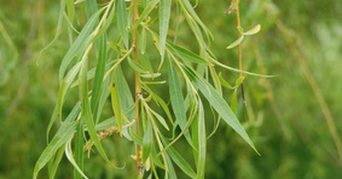 different-types-of-willow-trees-ehow-uk