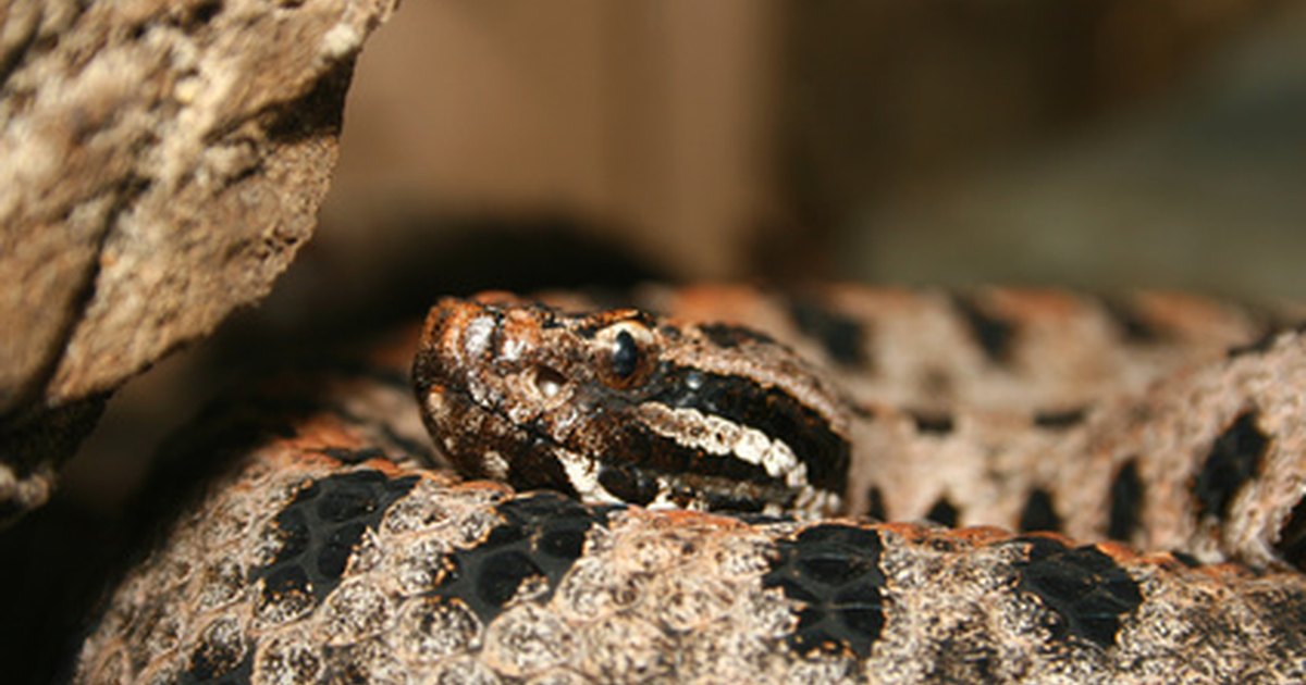 fear of snakes In a list of the world’s most common phobias ophidiophobia, the fear of snakes, is most often found in the top three to five in this article fear is used to denote. fear of snakes In a list of the world’s most common phobias ophidiophobia, the fear of snakes, is most often found in the top three to five in this article fear is used to denote.