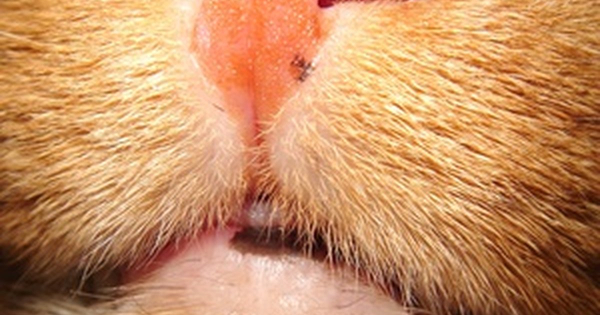 cat-acne-remedies-ehow-uk