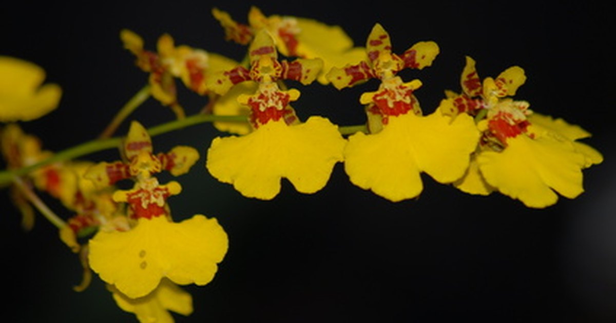 what to do with an orchid plant after it blooms ehow uk what to do with an orchid plant after it blooms ehow uk