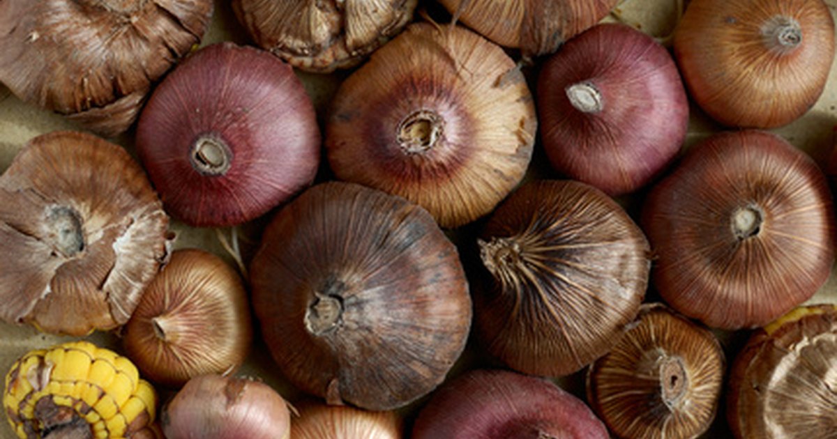 List of Bulb Plants eHow UK