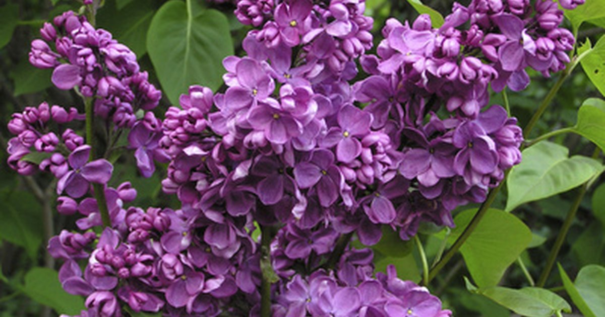 Lilac bush varieties | eHow UK