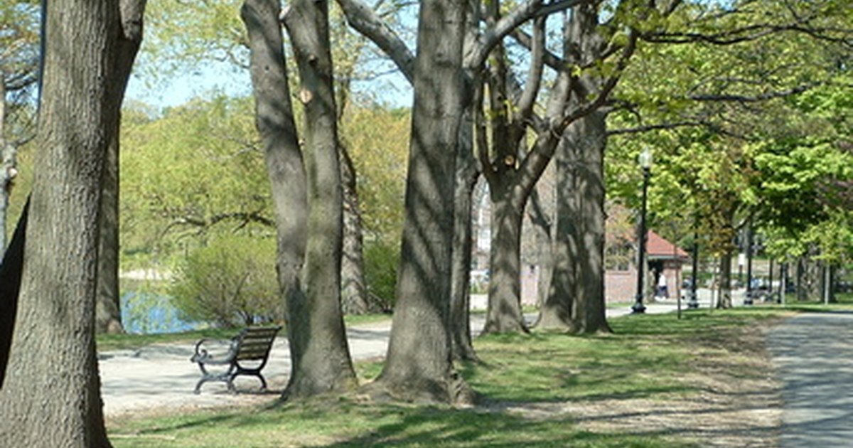 Legal information for plants &amp; trees growing on a neighbor