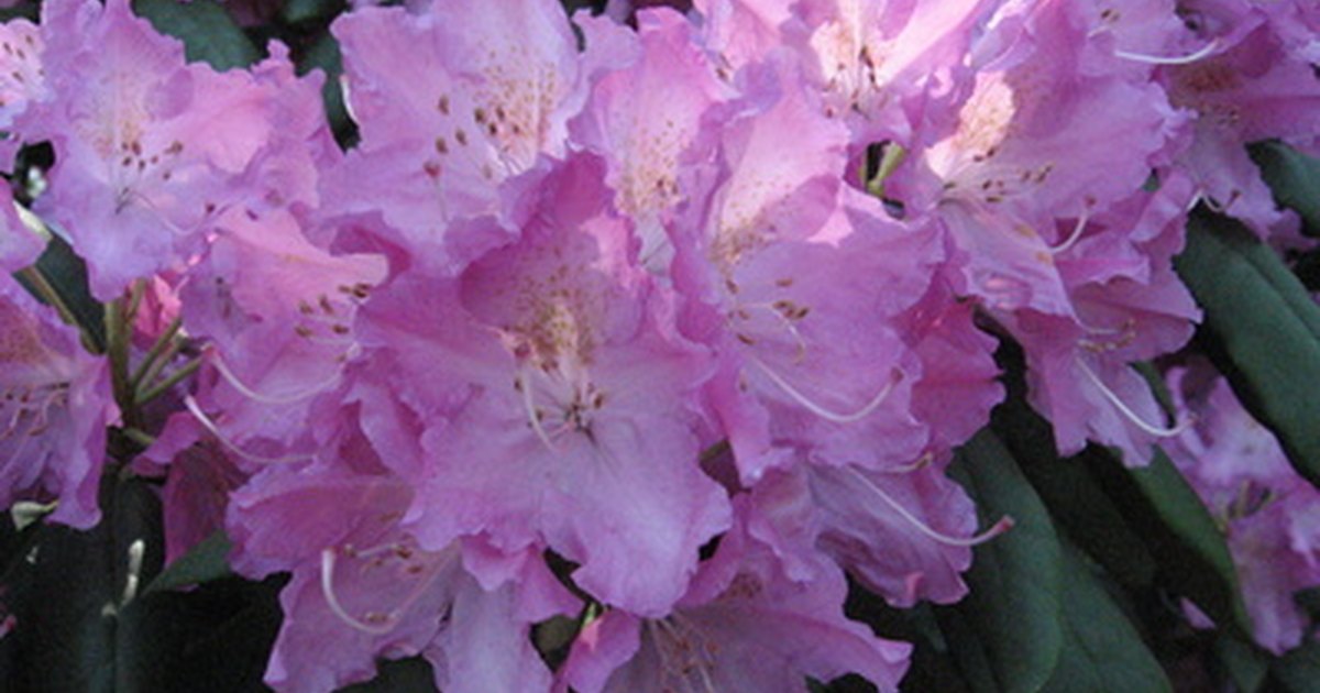 How Tall And Wide Do Rhododendrons Grow - how wide do rhododendrons grow