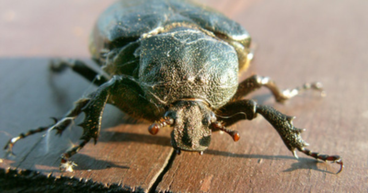 advantages and disadvantages of biological control Classical biological weed control involves the successful biological control biocontrol has many advantages but also some disadvantages advantages. advantages and disadvantages of biological control Classical biological weed control involves the successful biological control biocontrol has many advantages but also some disadvantages advantages.