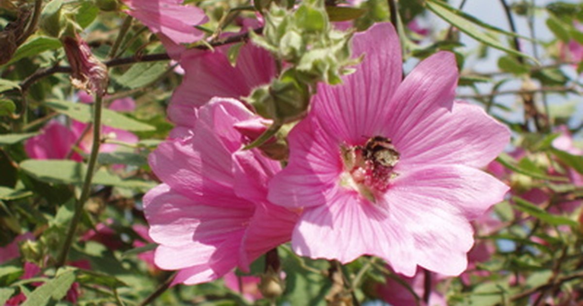 Natural Histamine Blocker Foods Natural Histamine Blocker Foods