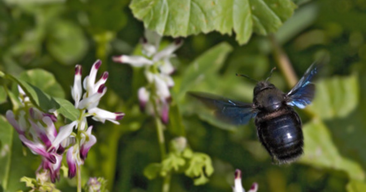 how-to-get-rid-of-borer-bees-ehow-uk