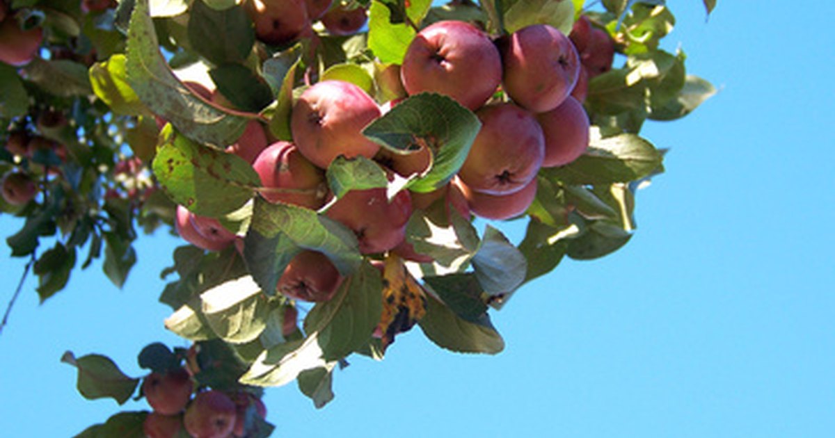 what type of roots do apple trees have ehow uk what type of roots do apple trees have ehow uk