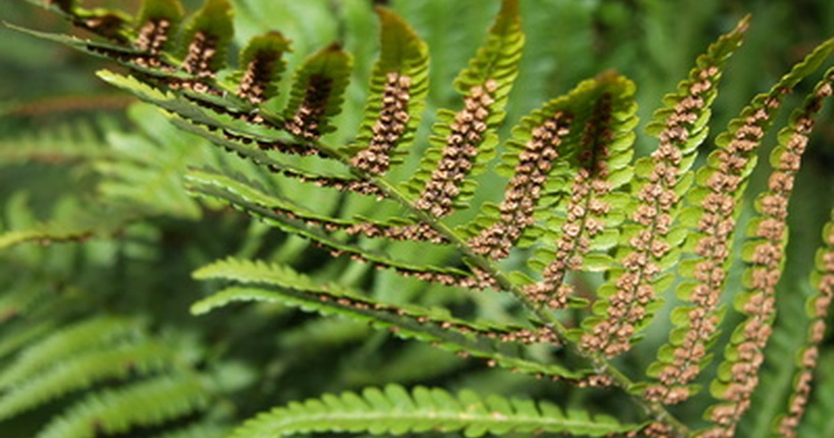 Are ferns homosporous or heterosporous? eHow UK