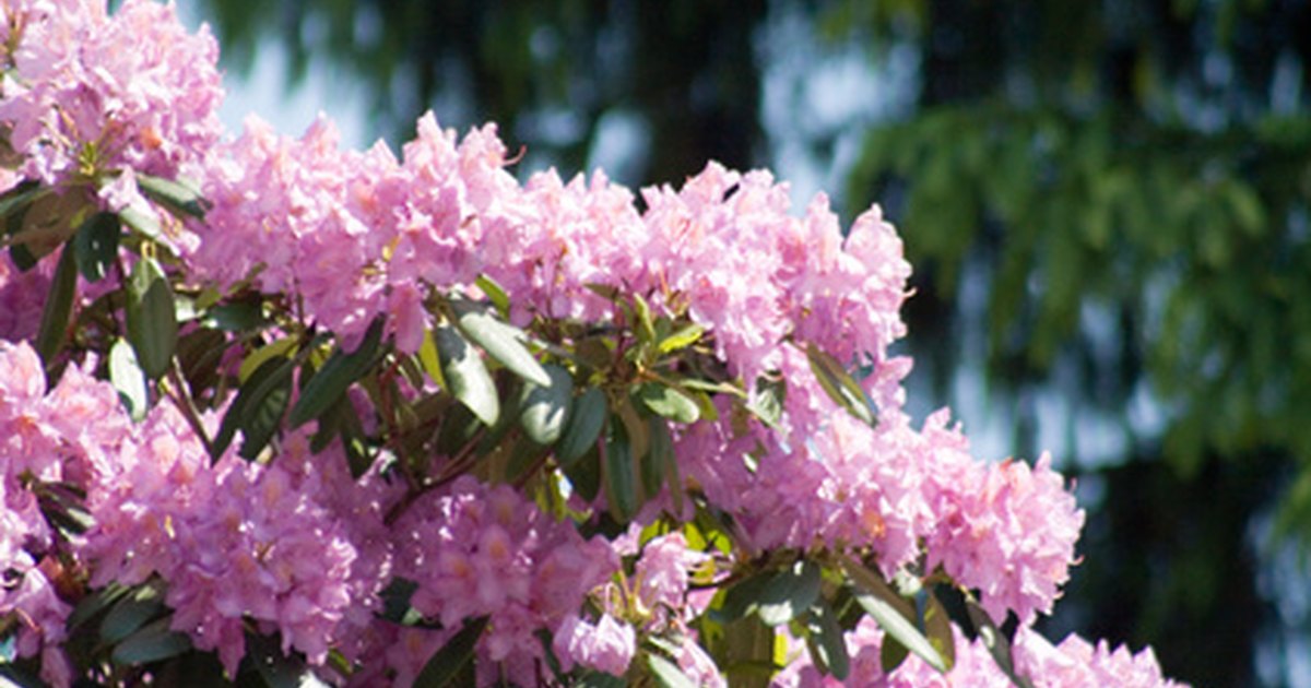 Why Is my rhododendron not blooming? eHow UK