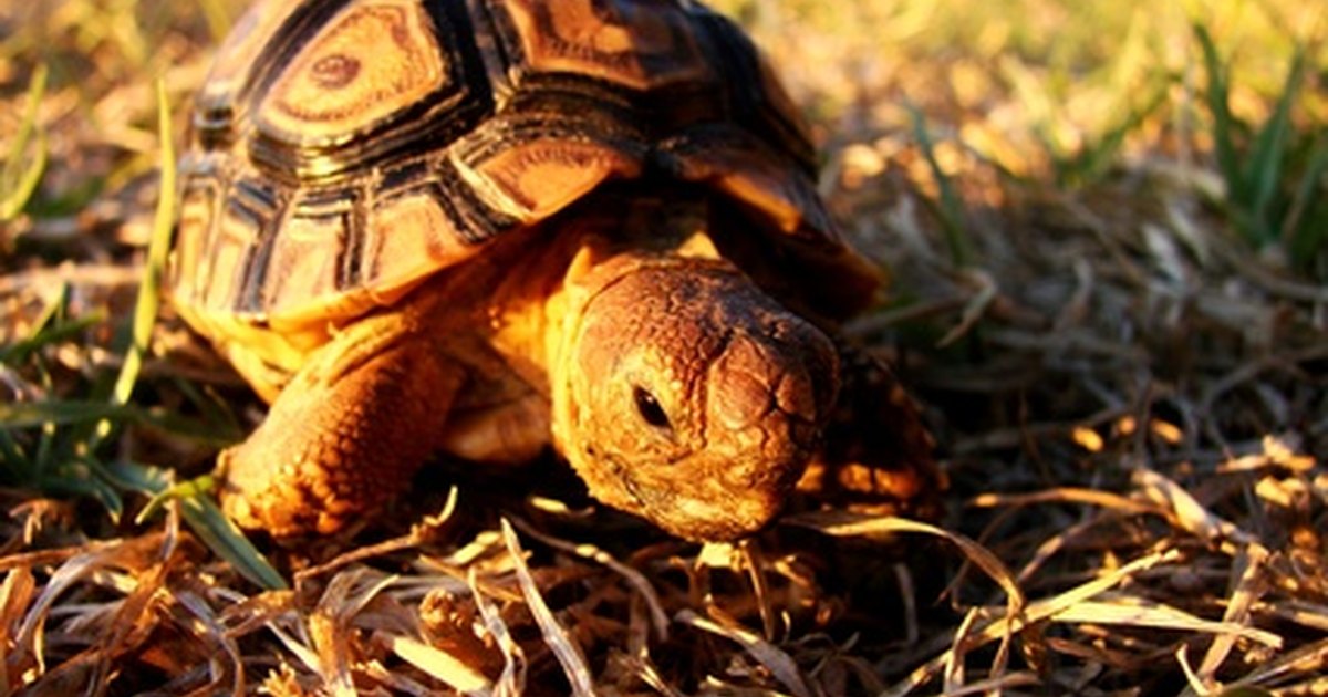 how-to-make-a-tortoise-costume-ehow-uk