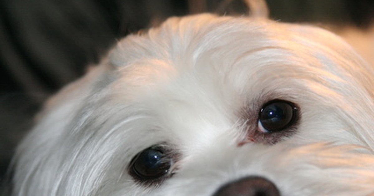 How Do I Get My Dog's Fur White? eHow UK