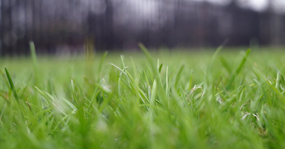 the best time to sow grass seed ehow uk the best time to sow grass seed ehow uk