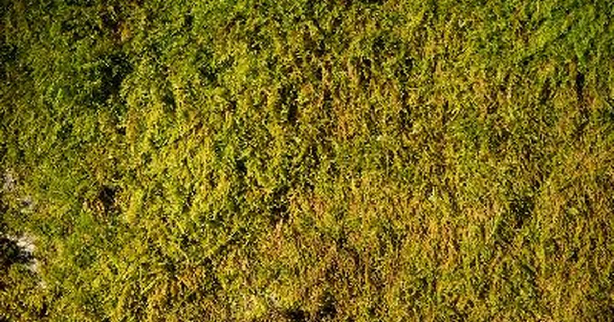 free download sheet moss