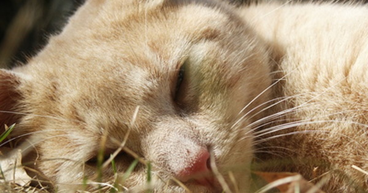 signs-and-symptoms-of-stomach-ulcers-in-cats-ehow-uk