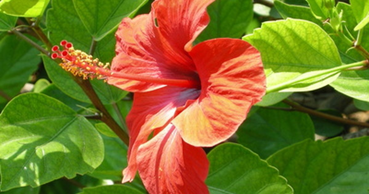 Hibiscus Tree Care In Winter This is the Hibiscus Page of our A to Z garden guide