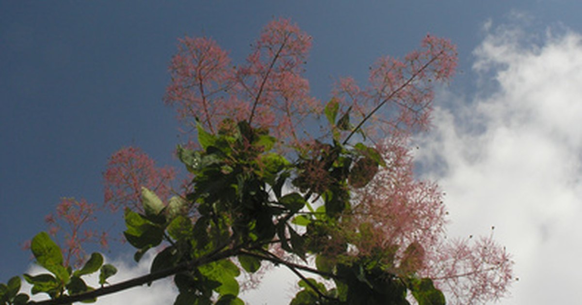 how-to-prune-a-purple-smoke-tree-ehow-uk