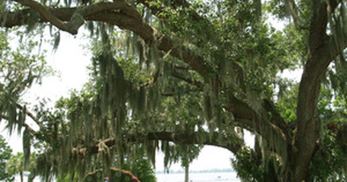 How Close to a House Should I Plant a Live Oak Tree? eHow UK