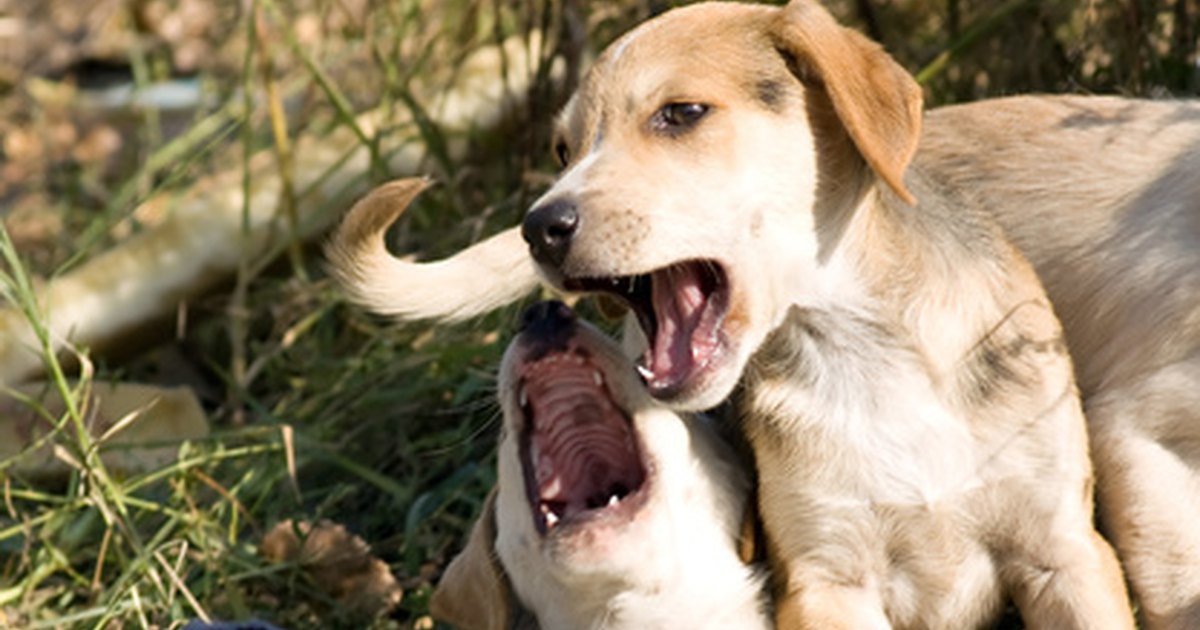 treating-a-staph-infection-in-dogs-ehow-uk