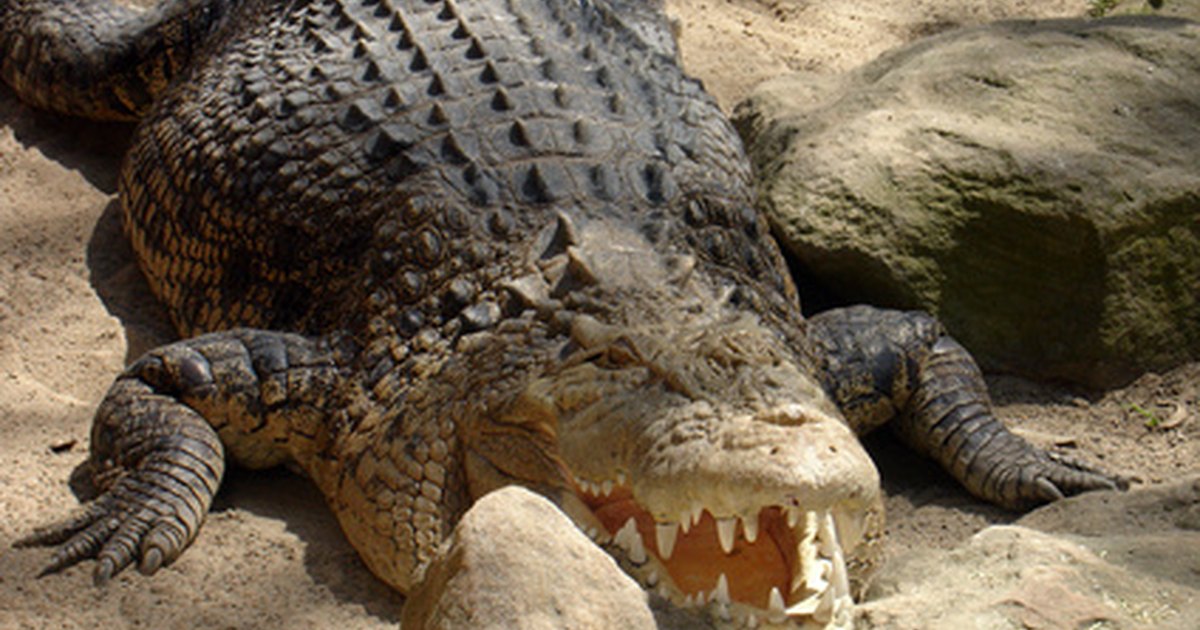 Crocodile games for kids | eHow UK