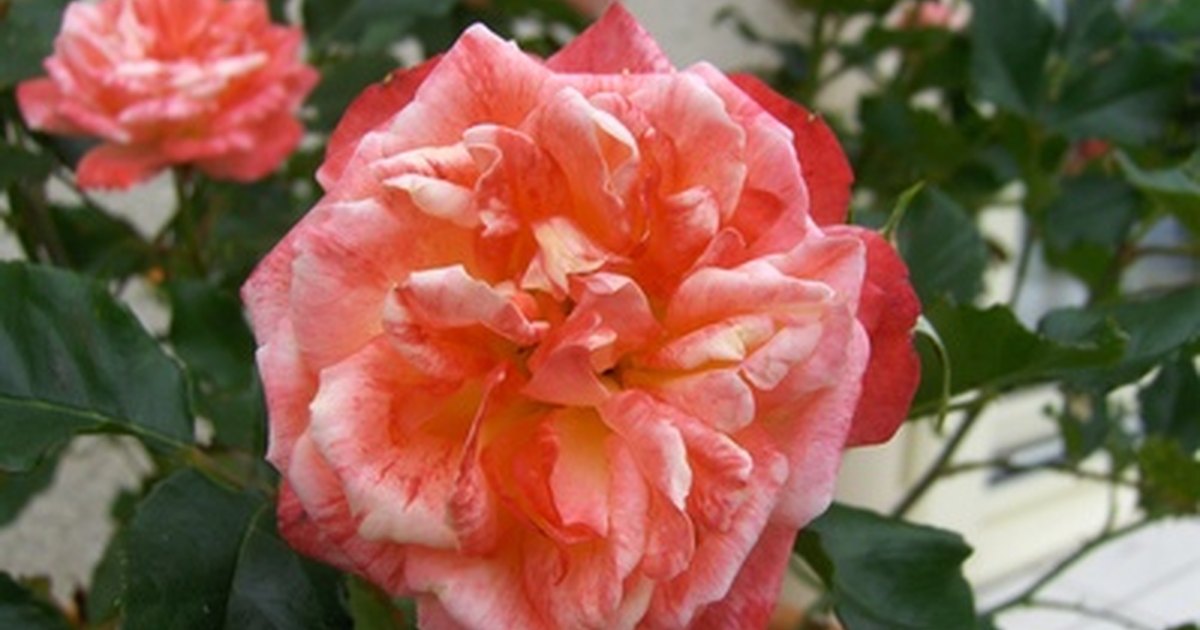 why-won-t-my-rose-bush-bloom-ehow-uk