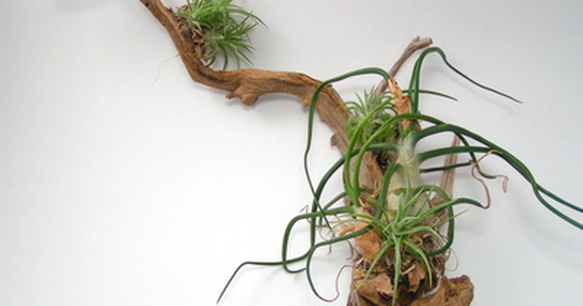tillandsia mounting ideas ehow uk tillandsia mounting ideas ehow uk