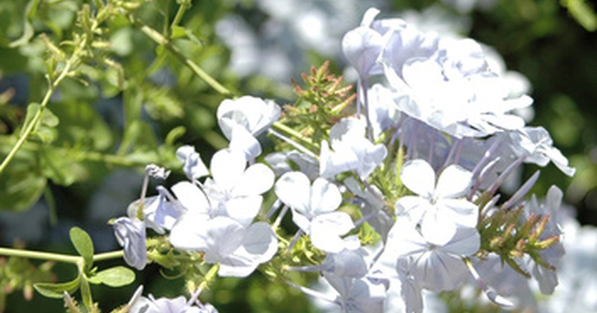 plants for an east facing garden ehow uk plants for an east facing garden ehow uk