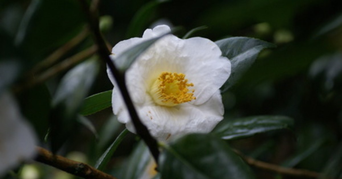 How to Grow Camellia Sinensis Indoors | eHow UK