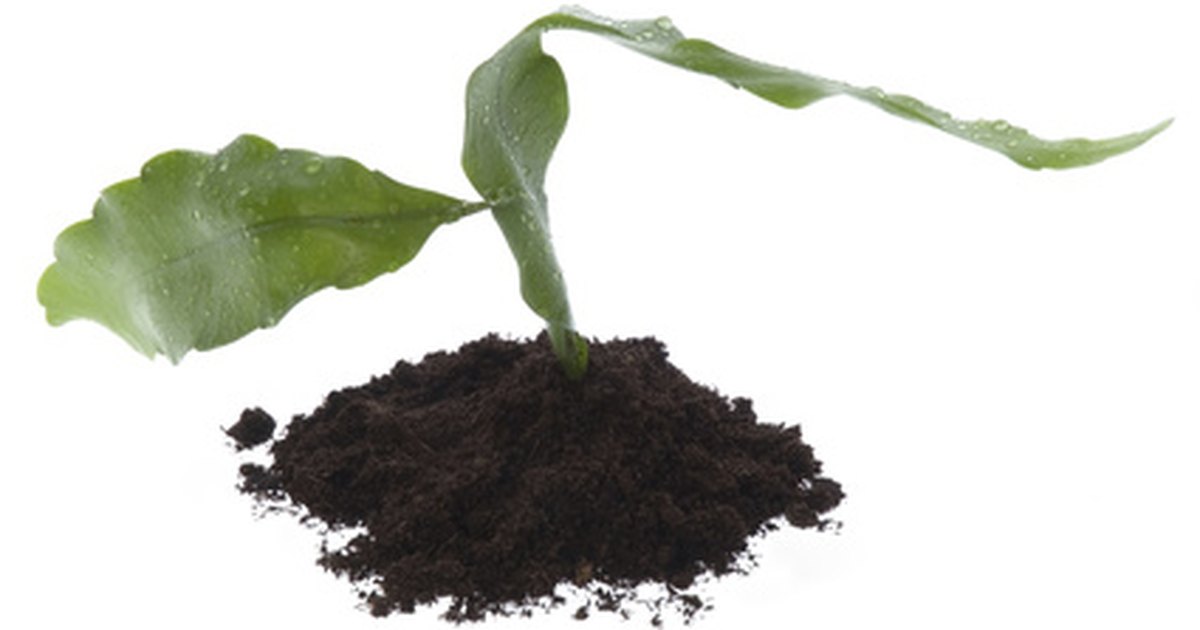 the-difference-between-organic-inorganic-soil-ehow-uk