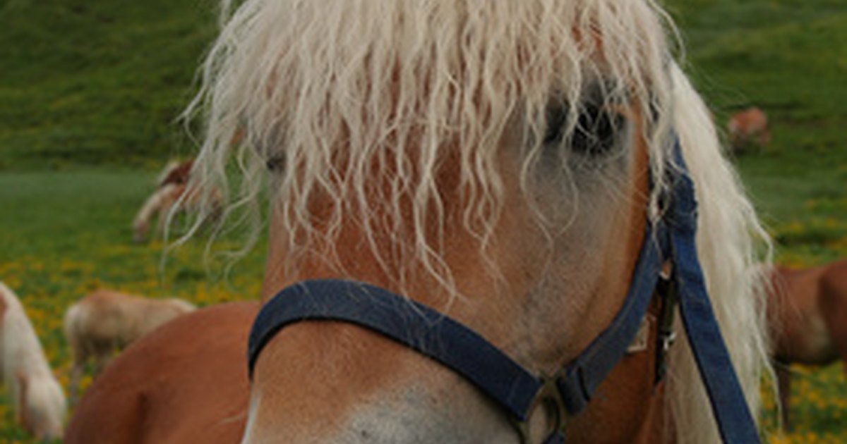 how-to-use-horse-shampoo-on-human-hair-ehow-uk